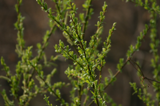c0118928_2042160.jpg