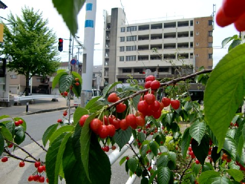 b0012636_11152292.jpg