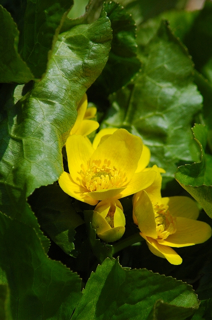f0202445_1202565.jpg