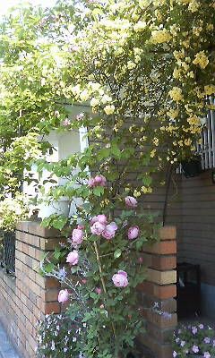 f0131263_11532521.jpg
