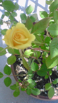 c0018666_1247596.jpg