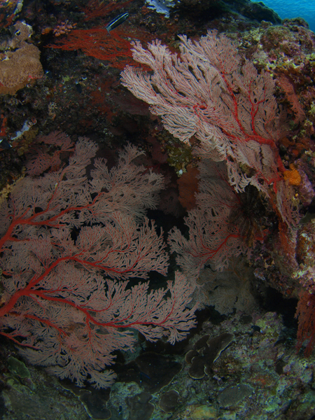 b0138768_10363577.jpg