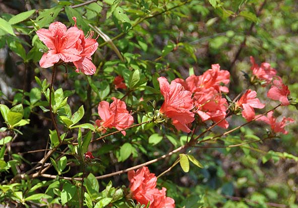 f0198771_0453267.jpg