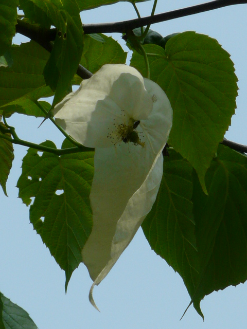 e0145782_2052394.jpg