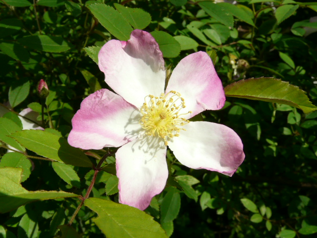 e0145782_2054331.jpg