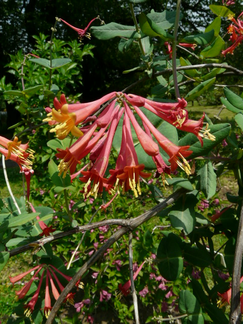 e0145782_20551616.jpg
