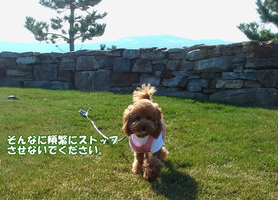 c0164491_13304351.jpg