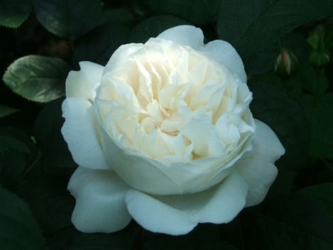 d0099791_15292661.jpg
