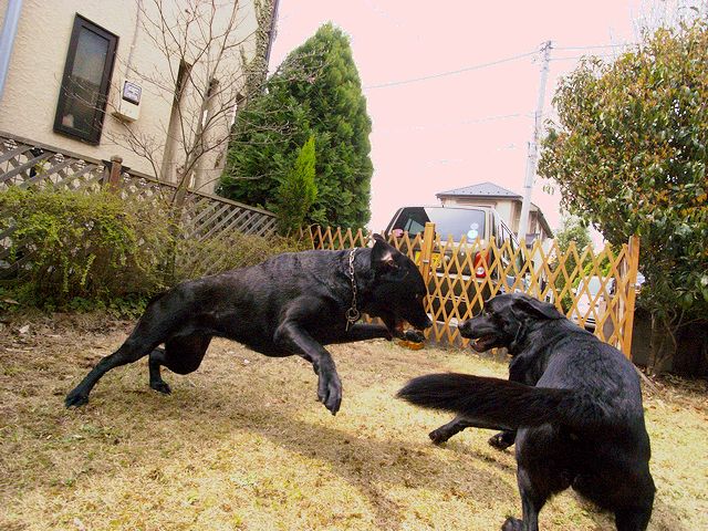 a0093592_22331095.jpg