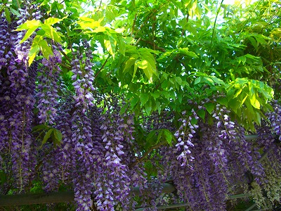 c0125702_8204456.jpg