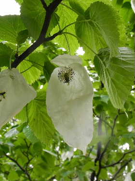 e0046112_65877.jpg