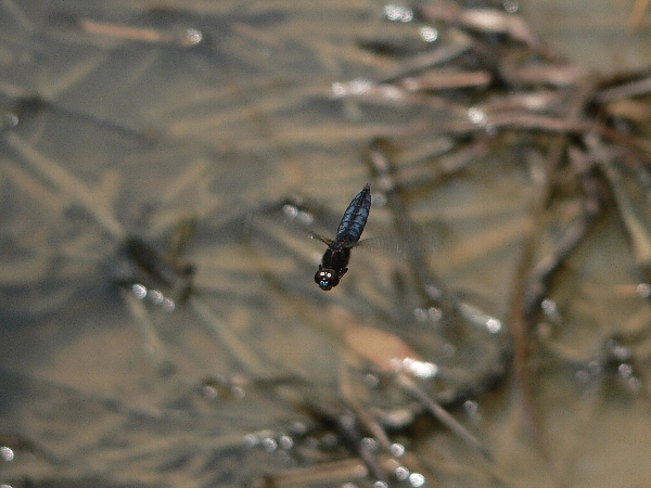 e0002314_21233662.jpg