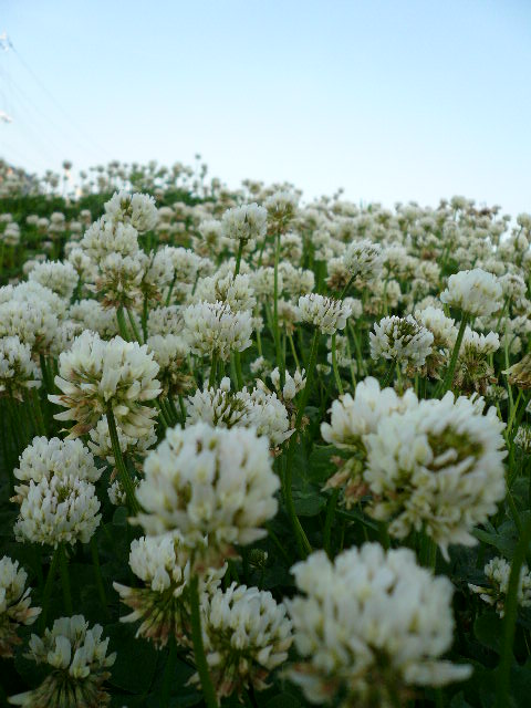e0138314_17145481.jpg