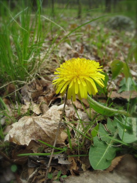 c0120817_1212449.jpg