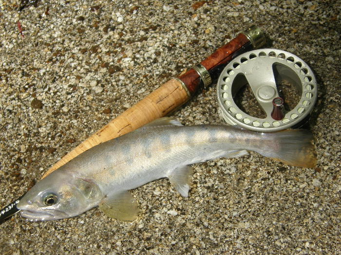 f0103126_22214723.jpg