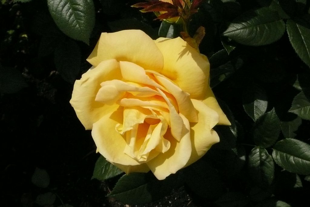 e0033229_026884.jpg