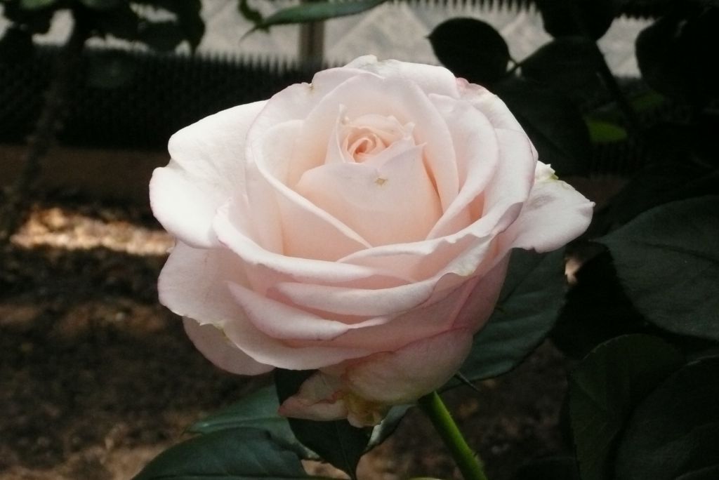 e0033229_027213.jpg