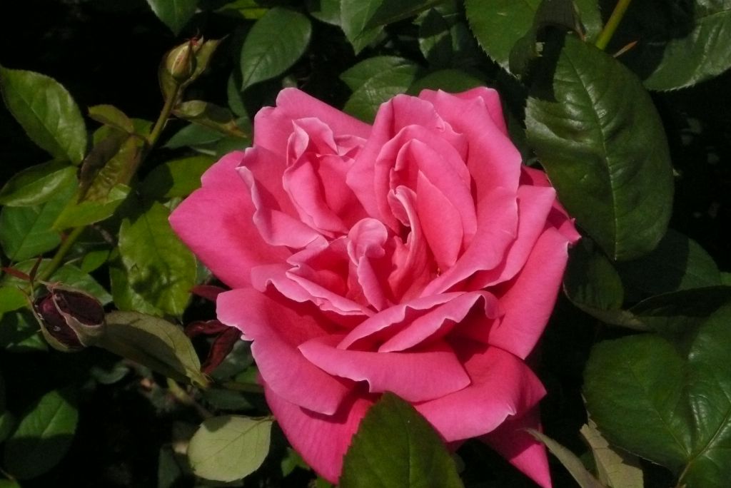 e0033229_039229.jpg