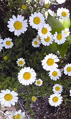 e0136066_17485610.jpg
