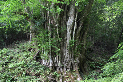 c0152779_139162.jpg