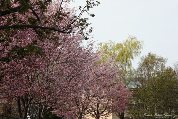 f0001895_15395063.jpg