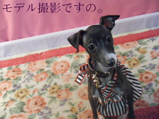 a0050302_6291251.jpg