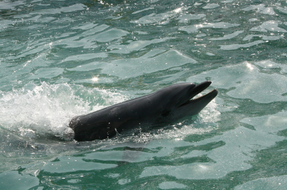 d0070702_21525168.jpg