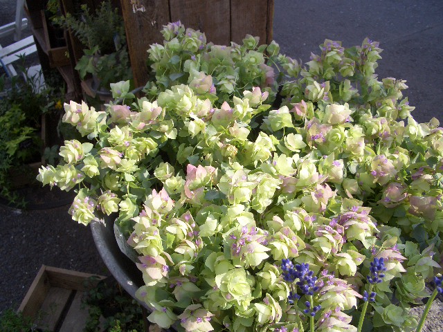 e0128909_91617.jpg