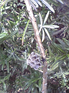 f0049813_7422798.jpg