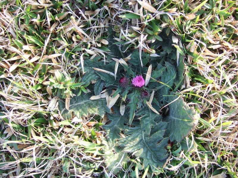 e0157722_1382532.jpg