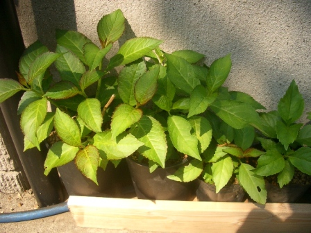 c0025140_20413453.jpg