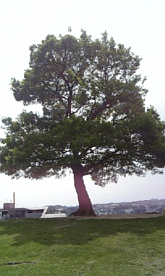 d0067640_2283220.jpg