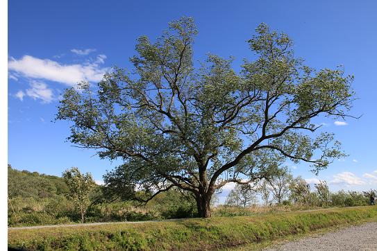 e0077648_1730119.jpg