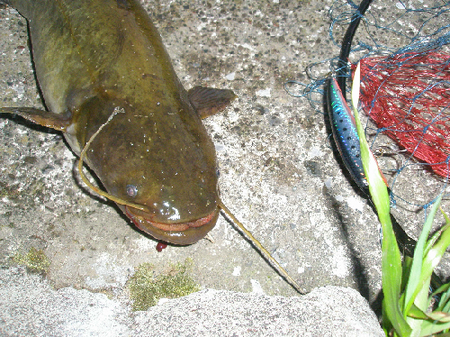 f0150151_1226862.jpg