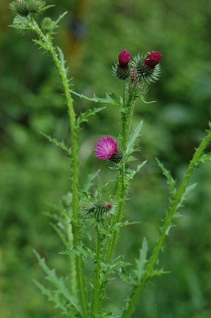 b0104861_2112965.jpg