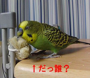 f0196665_0564746.jpg