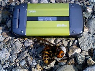 e0151566_201063.jpg