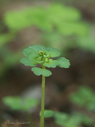 b0078874_16333395.jpg