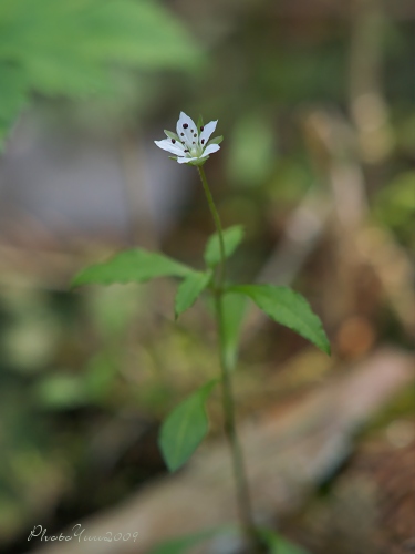 b0078874_854043.jpg