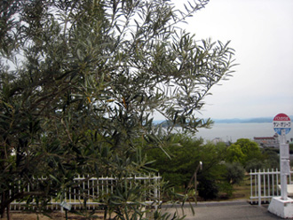 f0196374_7374820.jpg