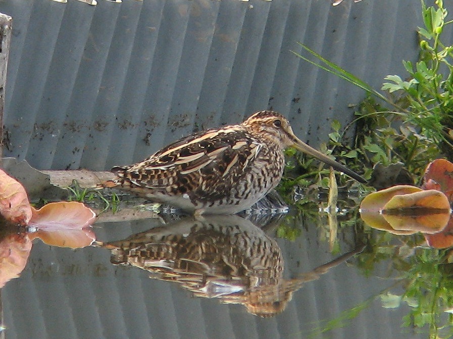e0018678_21475422.jpg