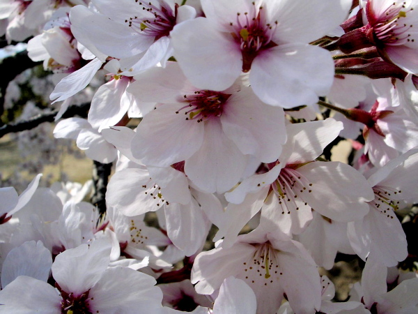 c0050380_17375795.jpg