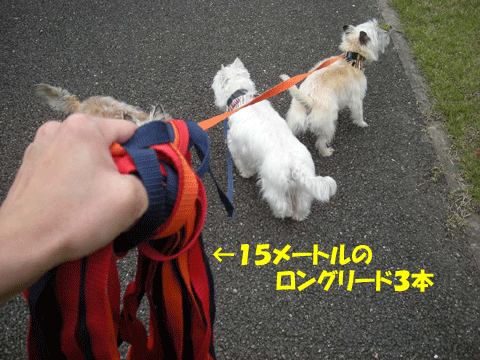e0066883_21335486.gif