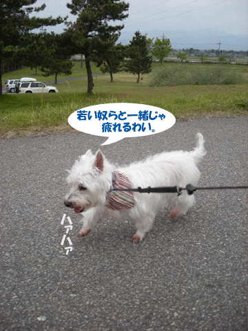 e0066883_21414834.gif