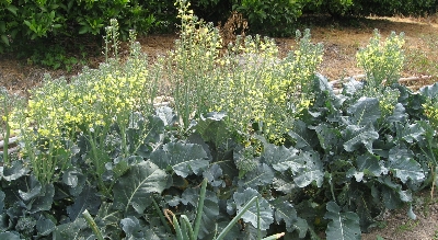 f0003283_1132863.jpg