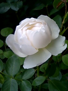 c0073987_10482898.jpg