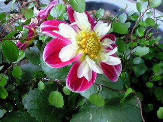 e0017290_13135666.jpg