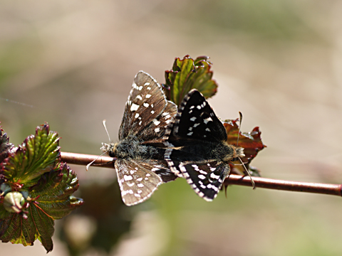 b0053192_2364737.jpg