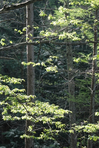 d0133693_7152935.jpg