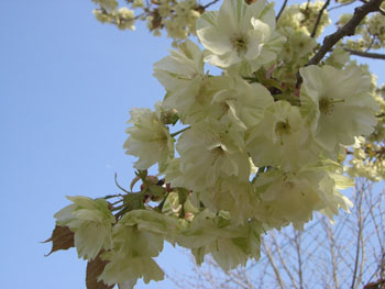 e0013399_2063117.jpg